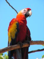 8150 Copan Ruinas Guacamayas 